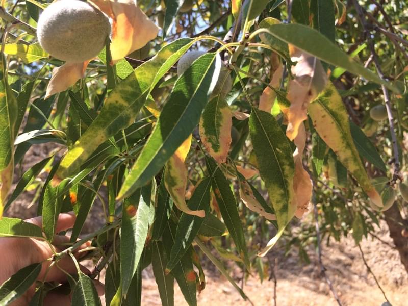 Xylella Fastidiosa New species EFSA